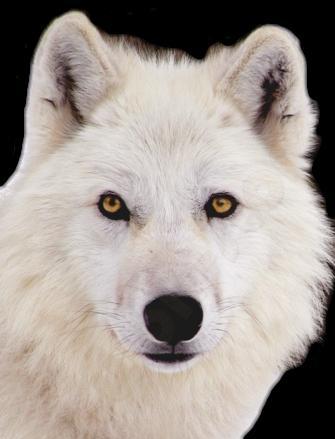 loup-blanc-273131.jpg