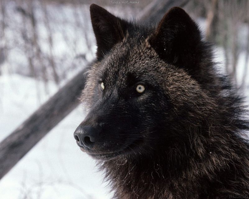 loup-wolf-a8.jpg